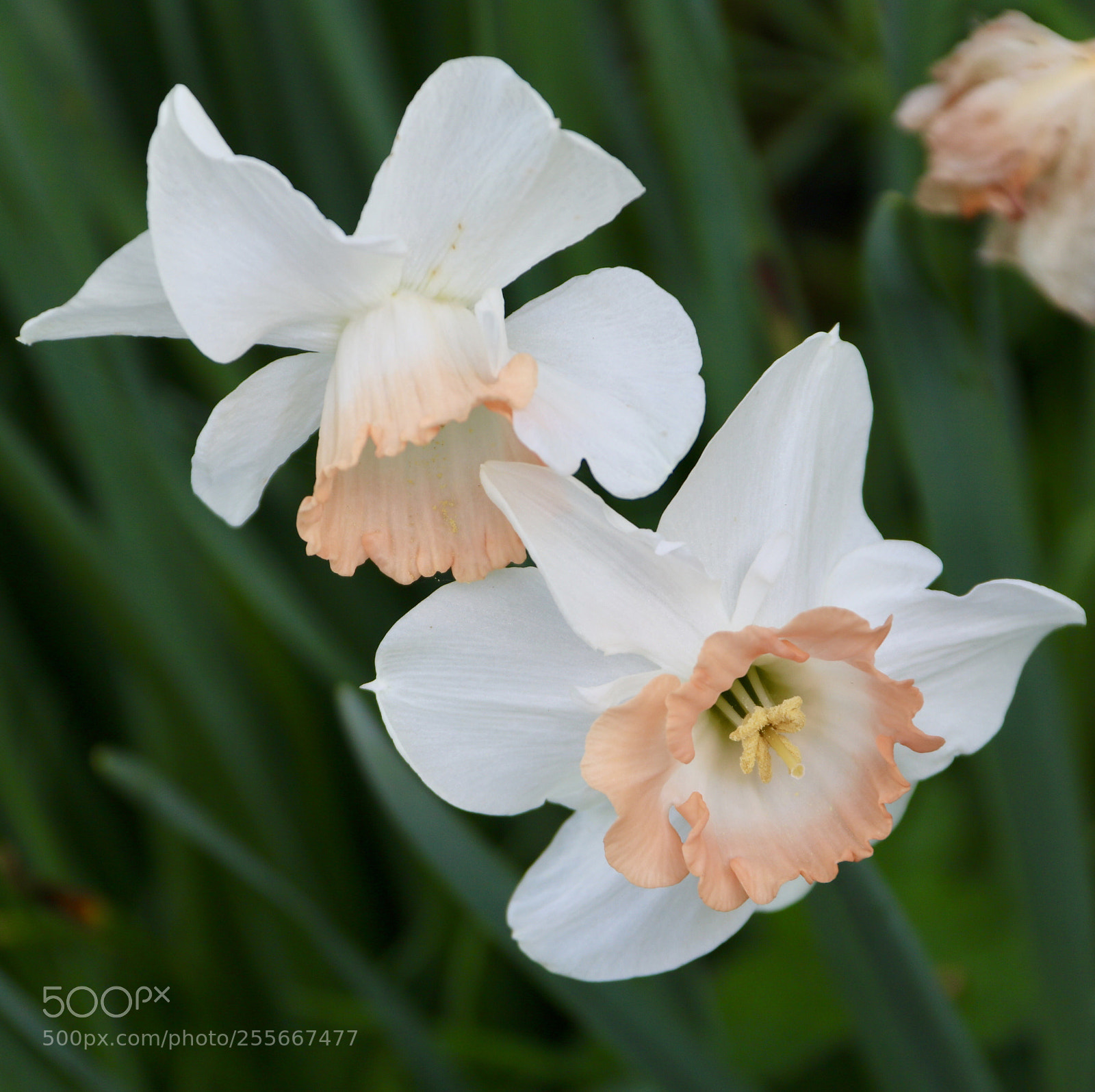Canon EOS 760D (EOS Rebel T6s / EOS 8000D) sample photo. Daffodils  photography