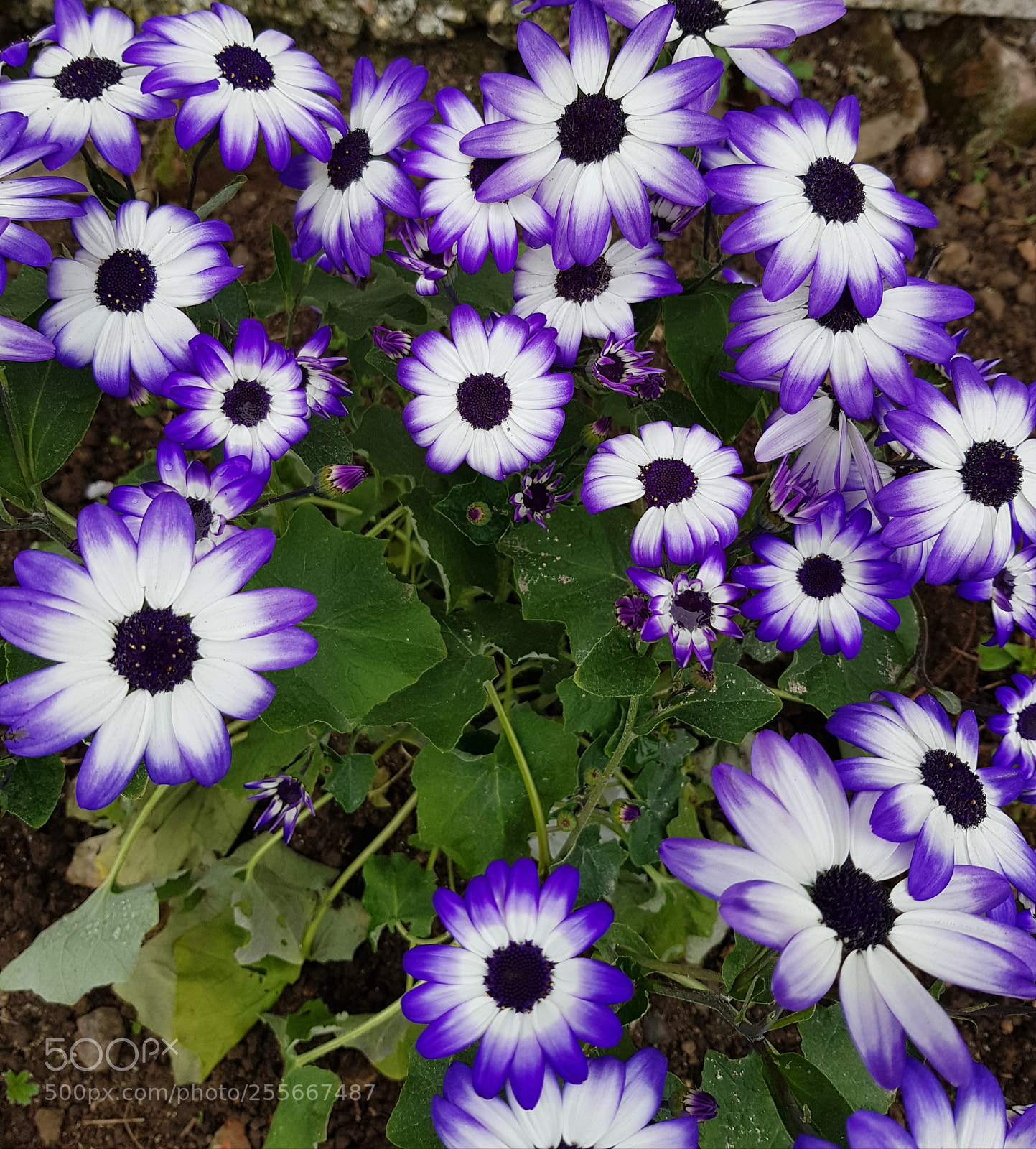 Samsung Galaxy S8 sample photo. Purple and white. photography
