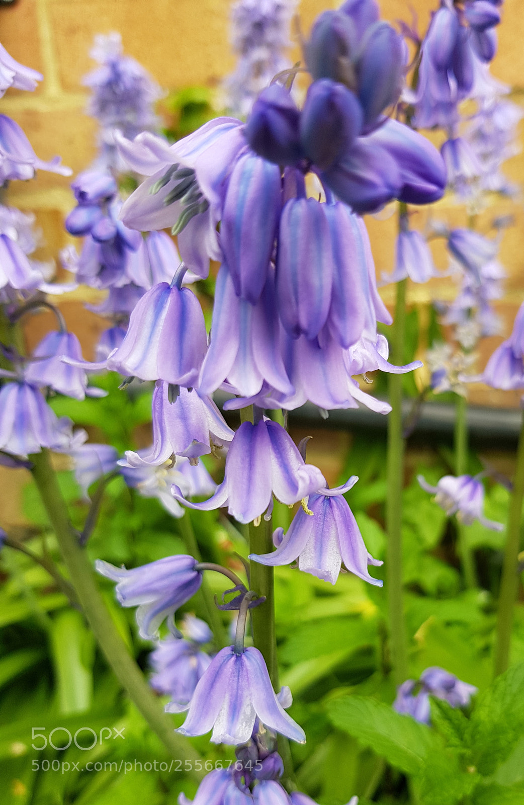 Samsung Galaxy S8 sample photo. Bluebells. photography