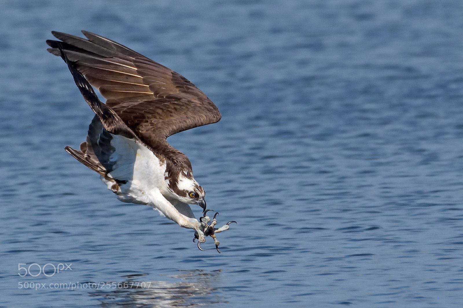 Nikon D7200 sample photo. Osprey dive photography