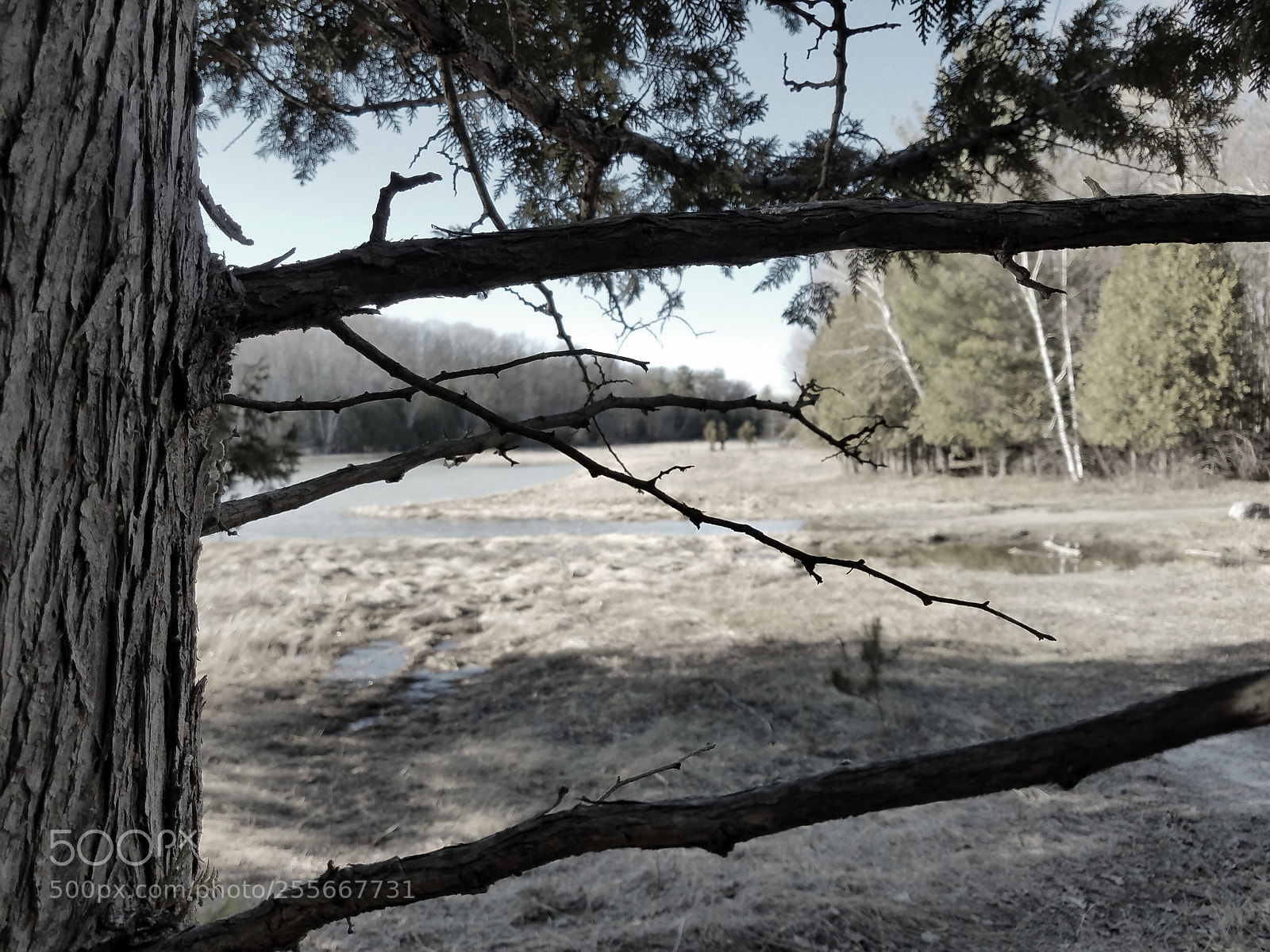 Samsung Galaxy S7 Edge sample photo. Through branches photography
