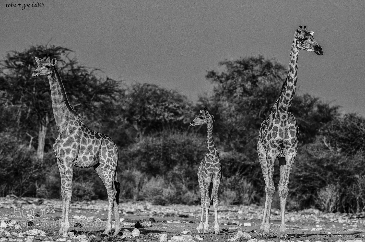 Nikon D3S sample photo. Giraffe family photography