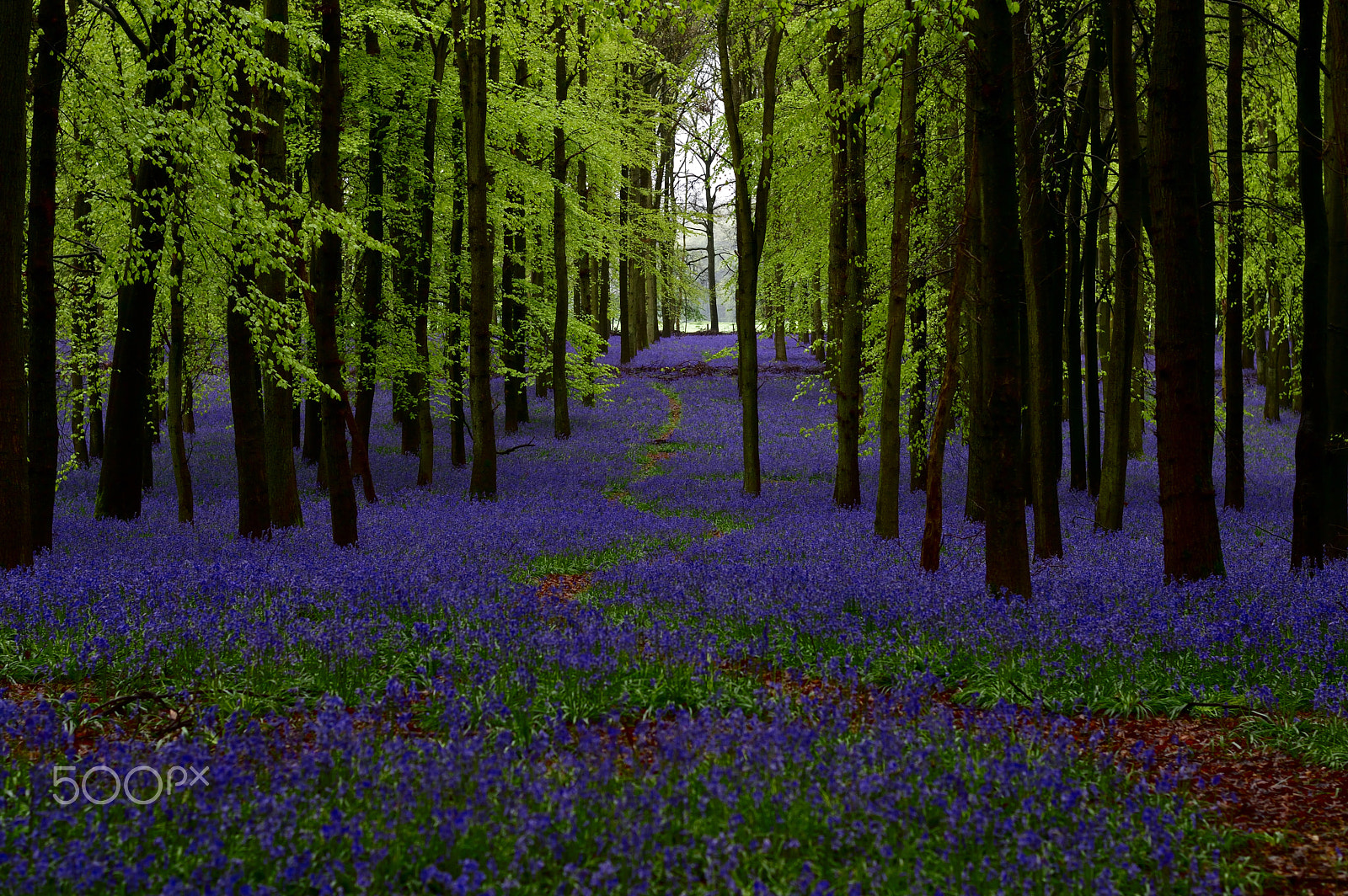 Nikon D3200 + Nikon AF-S Nikkor 50mm F1.8G sample photo. Time for bluebells photography