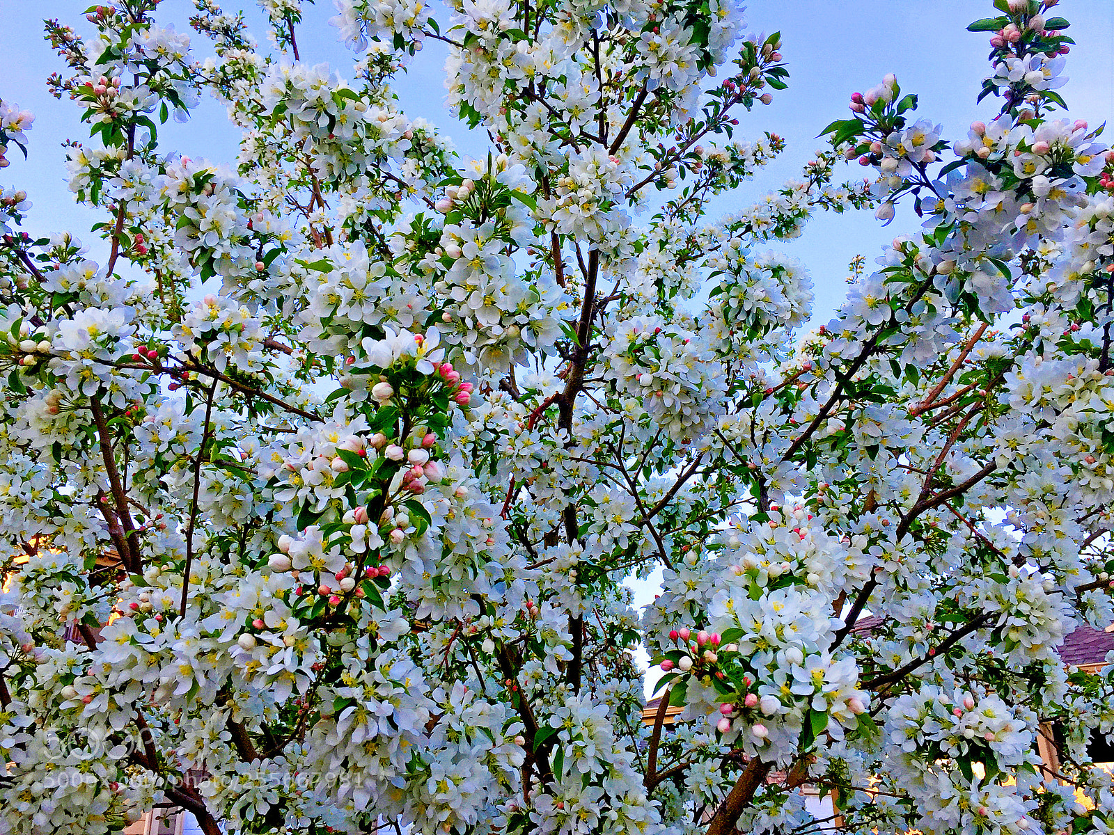 Apple iPhone 6 Plus sample photo. Crab apple florals photography