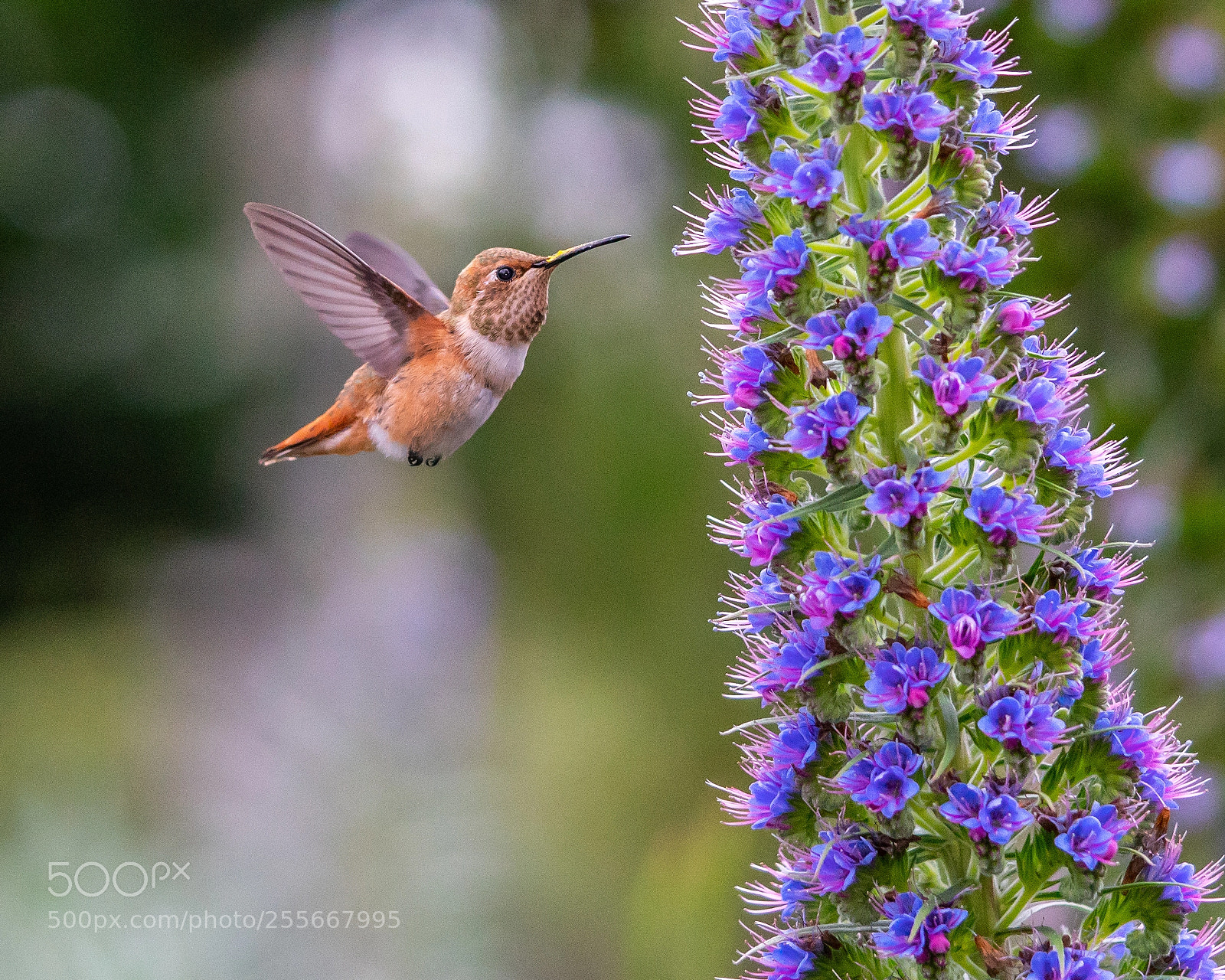 Sony a7R II sample photo. Hummingbird ushers spring photography