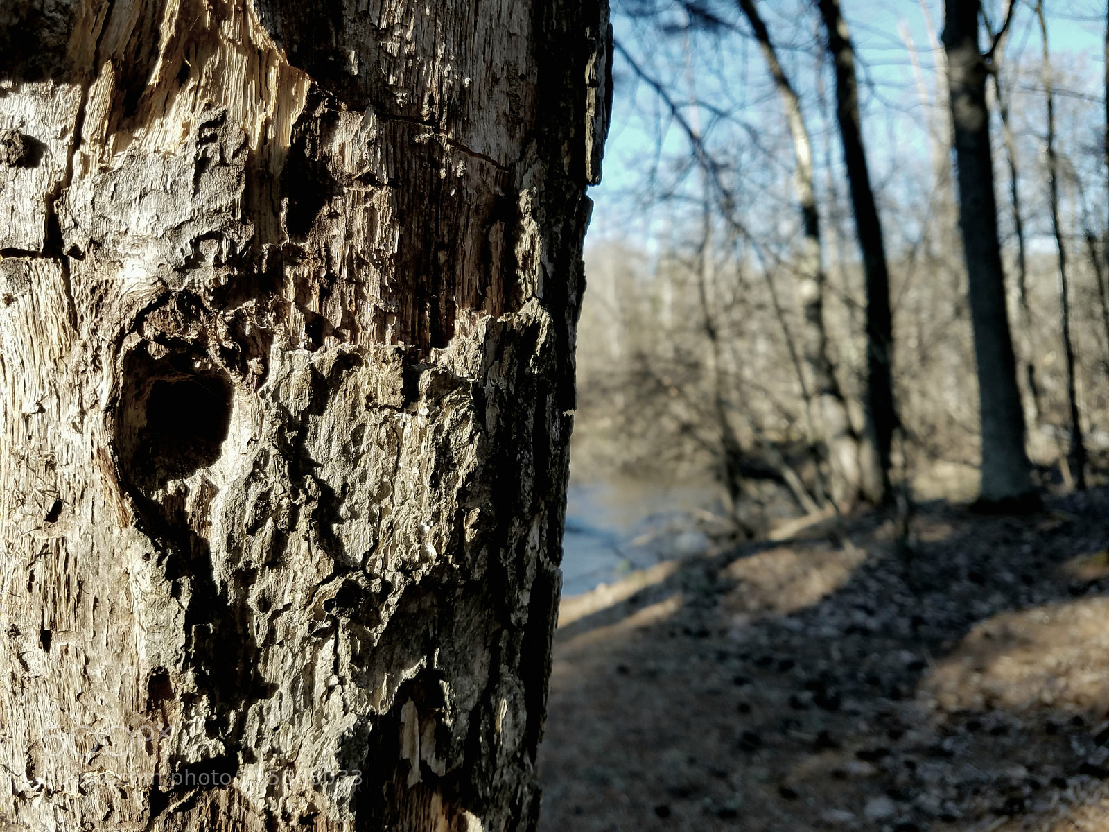 Samsung Galaxy S7 Edge sample photo. Little manistee river woodpecker photography