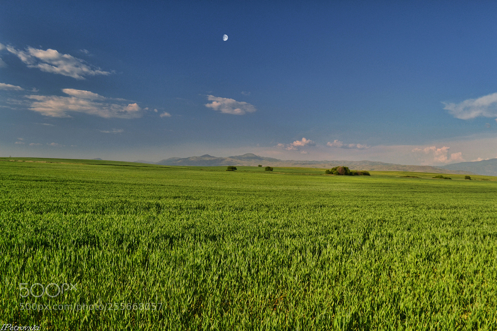 Nikon D3100 sample photo. Endless green photography