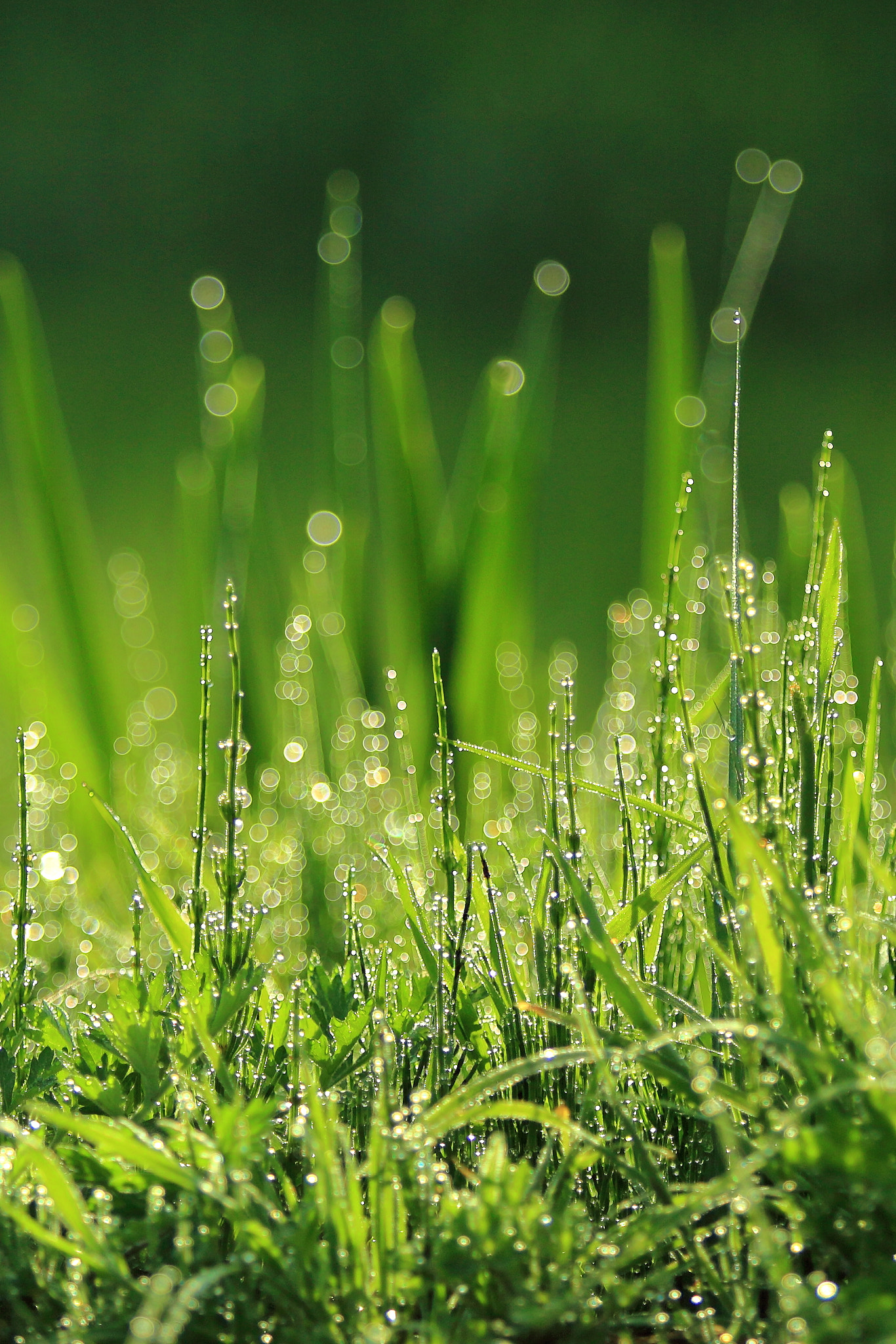 Canon EF 70-200mm F2.8L USM sample photo. Morning dew photography