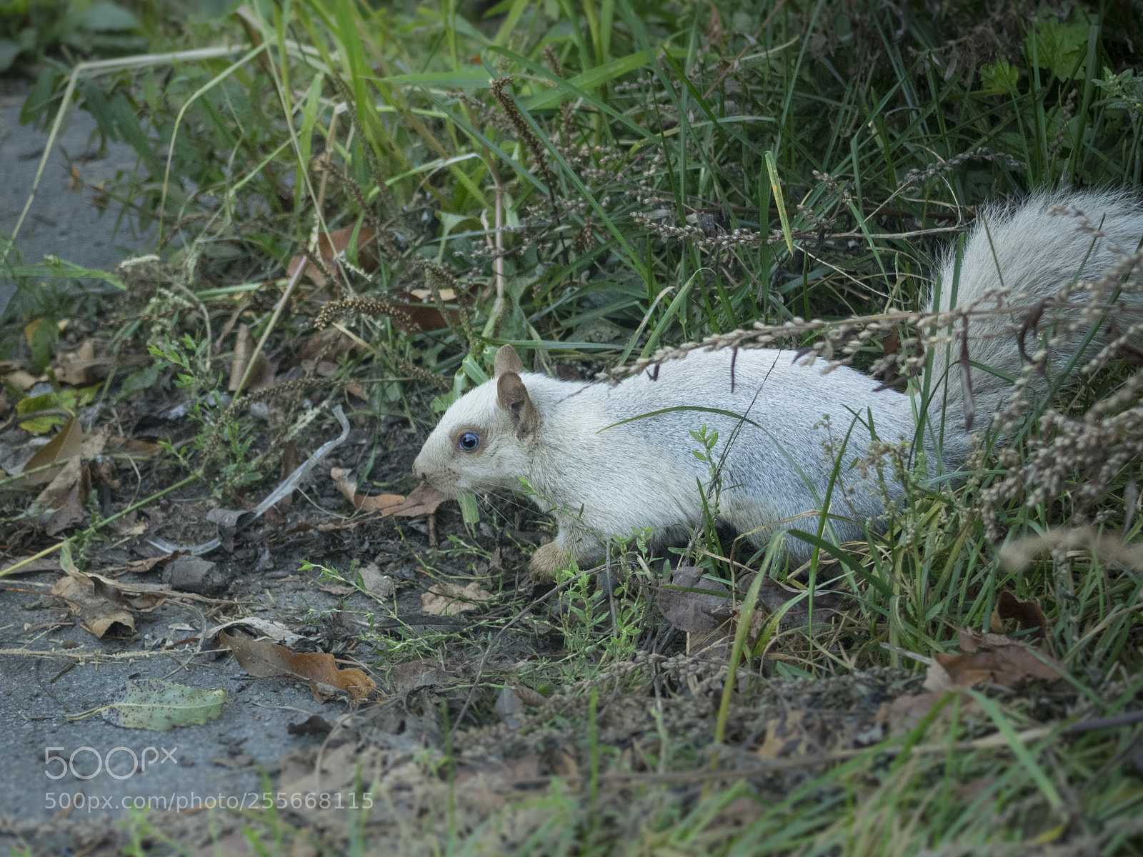 Olympus OM-D E-M1 sample photo. White squirrel photography