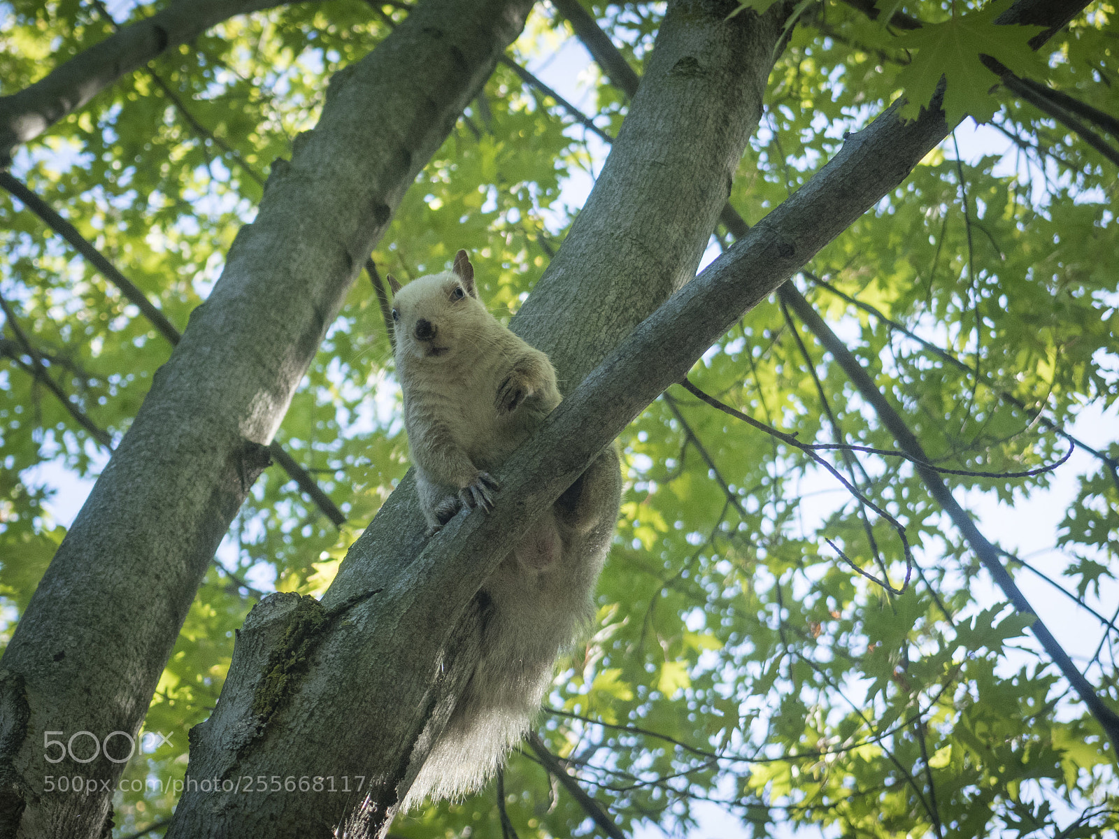 Olympus OM-D E-M1 sample photo. White squirrel photography