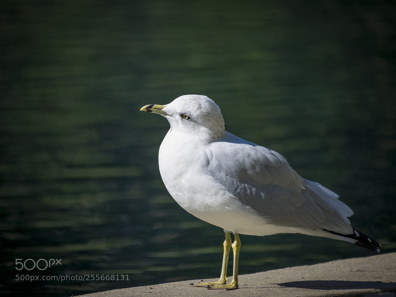 Olympus OM-D E-M1 sample photo. Gull near water photography