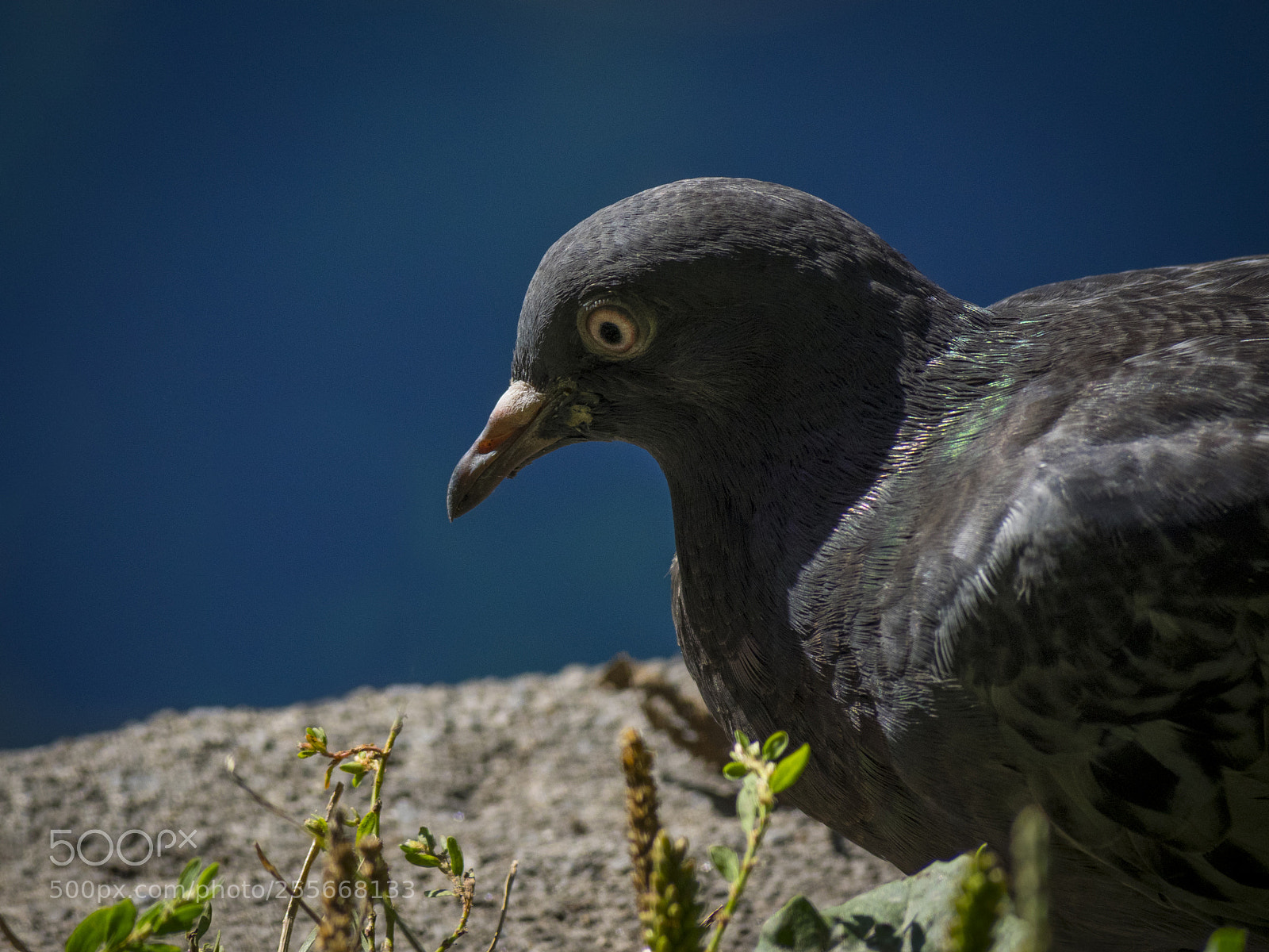 Olympus OM-D E-M1 sample photo. Pigeon photography
