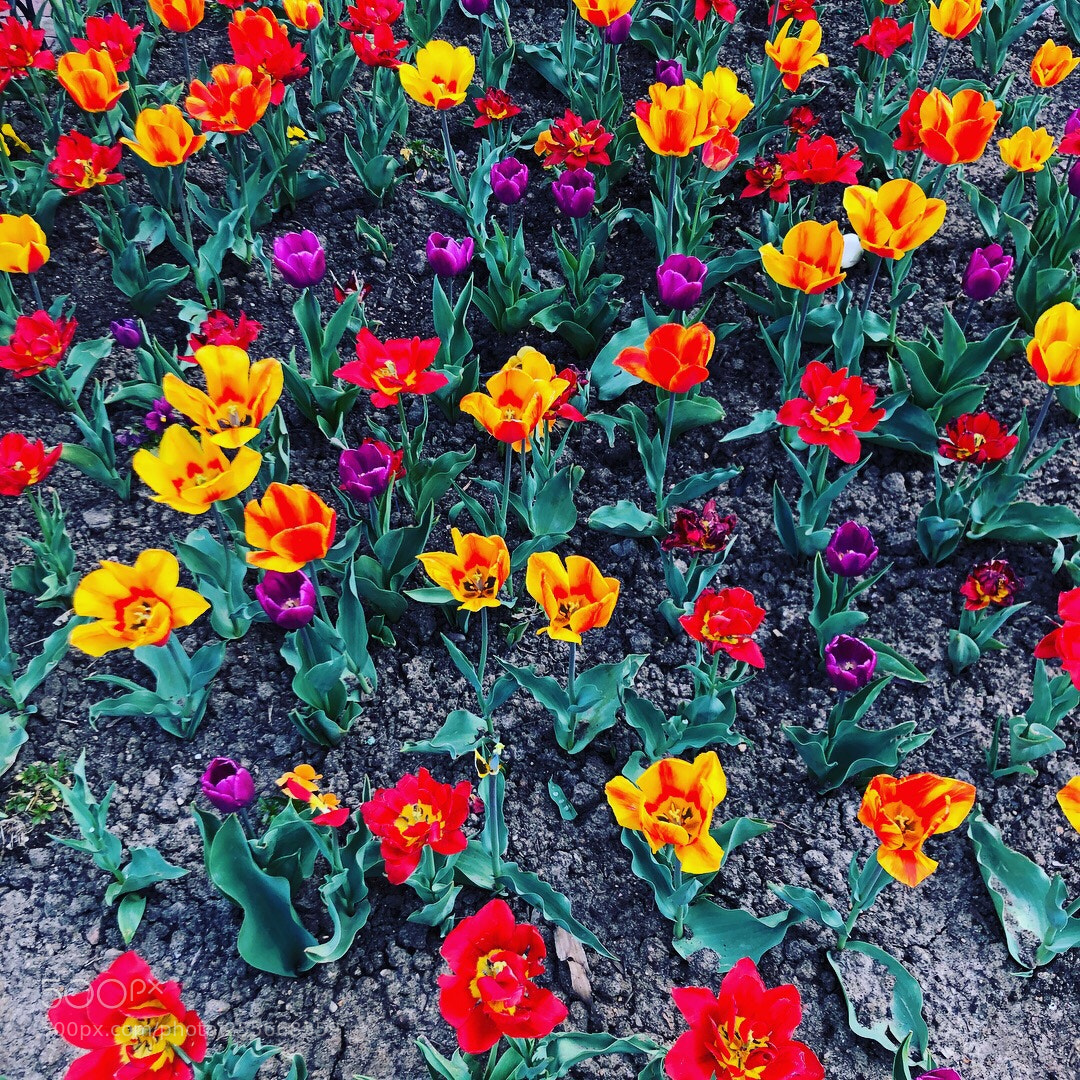 Apple iPhone 8 sample photo. Color fusion! photography