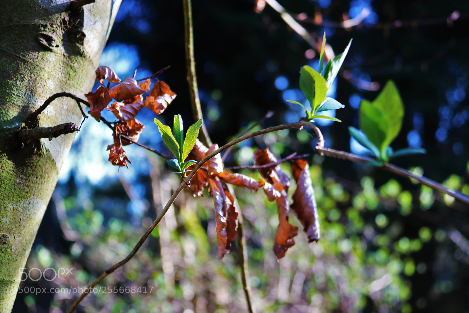 Canon EOS 80D sample photo. Untitled photography