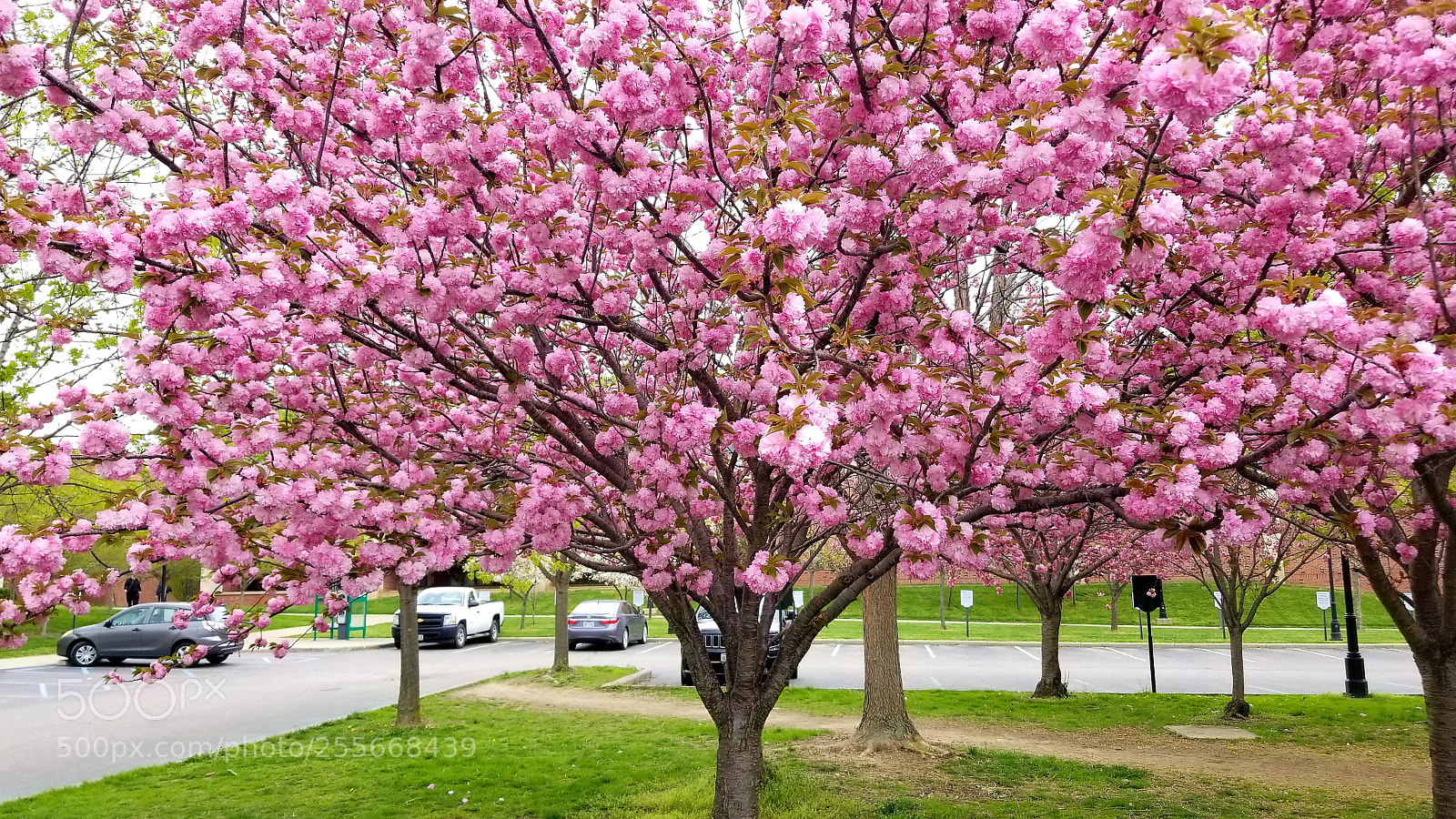 Samsung Galaxy S8 sample photo. Cherry tree photography