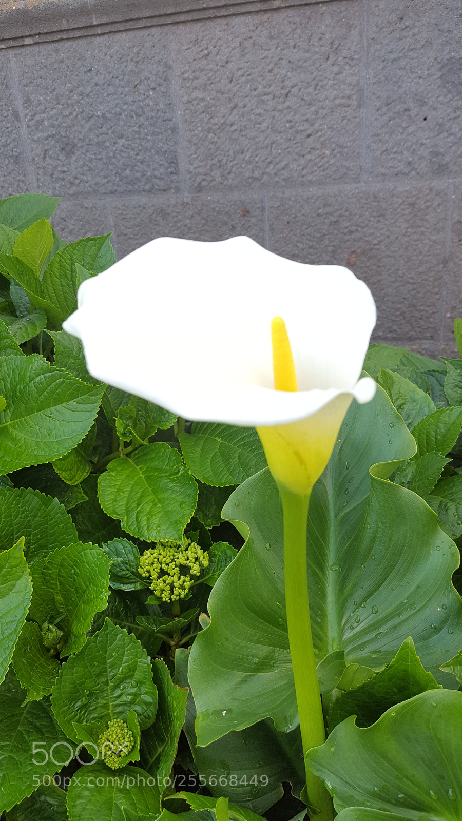 Samsung GALAXY S6 edge sample photo. Untitled photography
