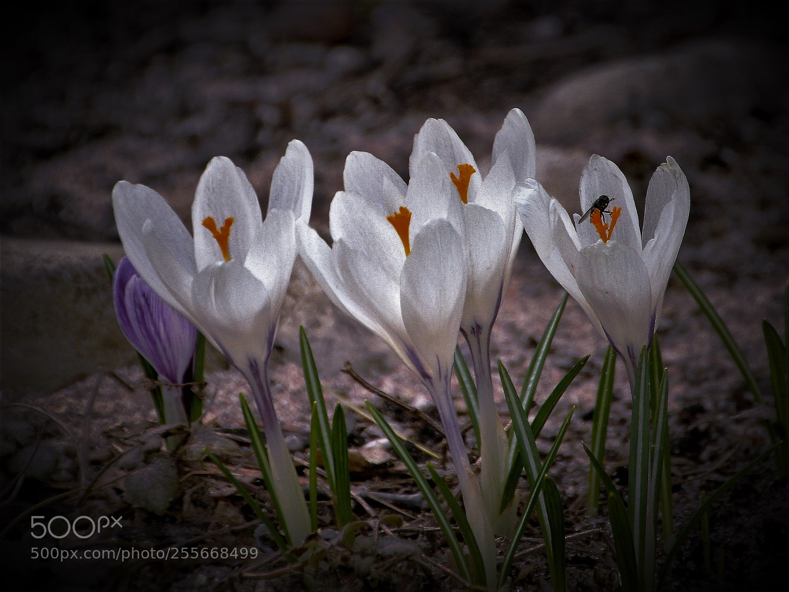 Canon EOS 7D sample photo. Spring has sprung photography