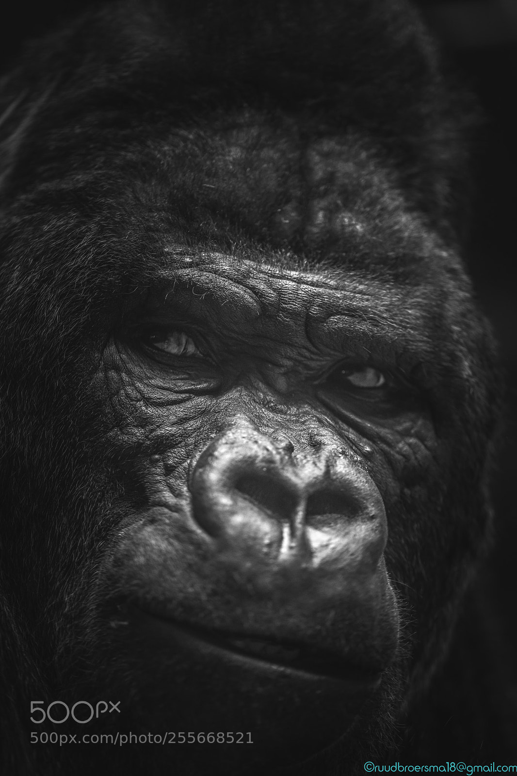 Sony a7 III sample photo. Gorilla photography