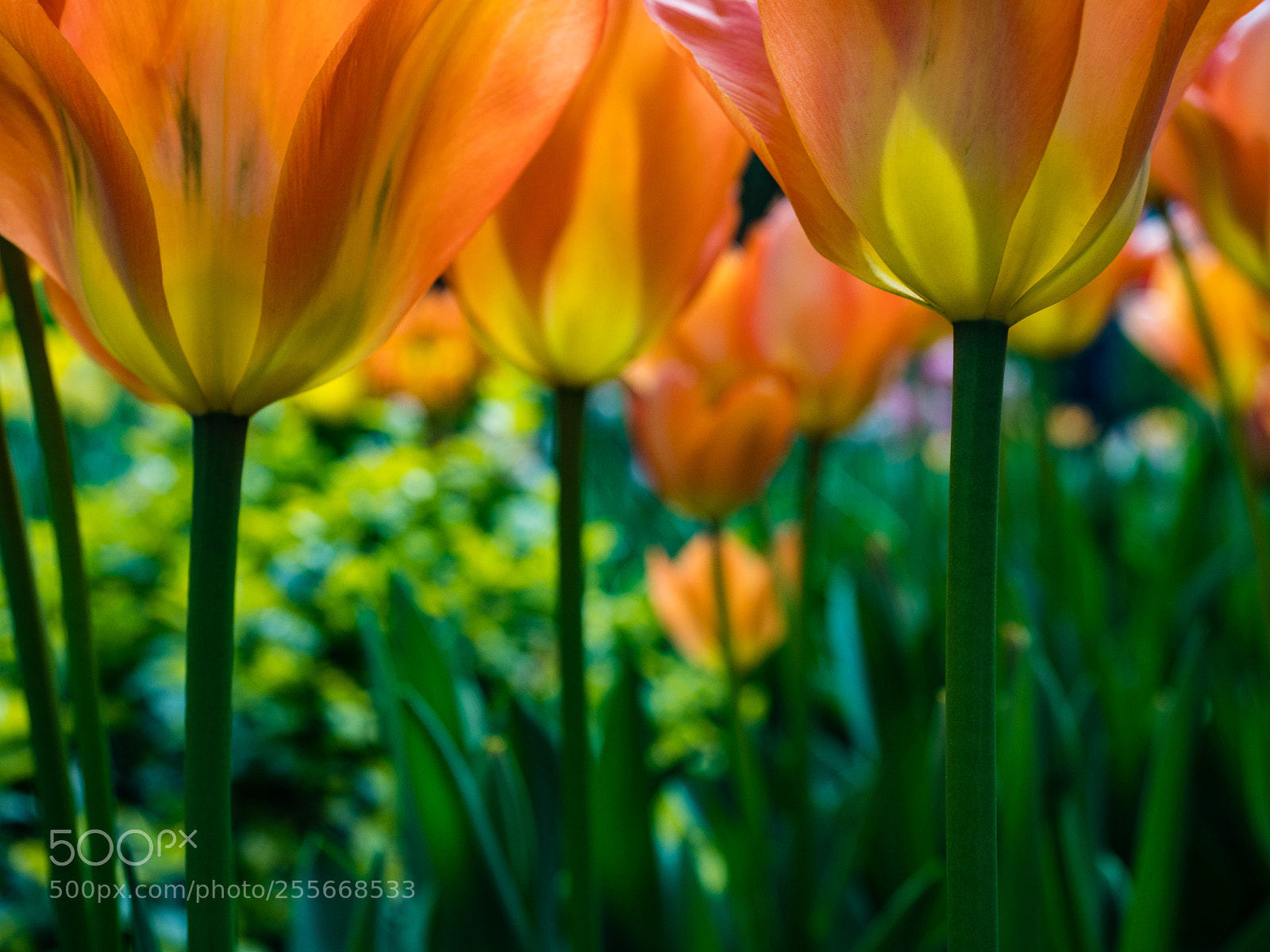 Olympus OM-D E-M1 Mark II sample photo. Tulips photography