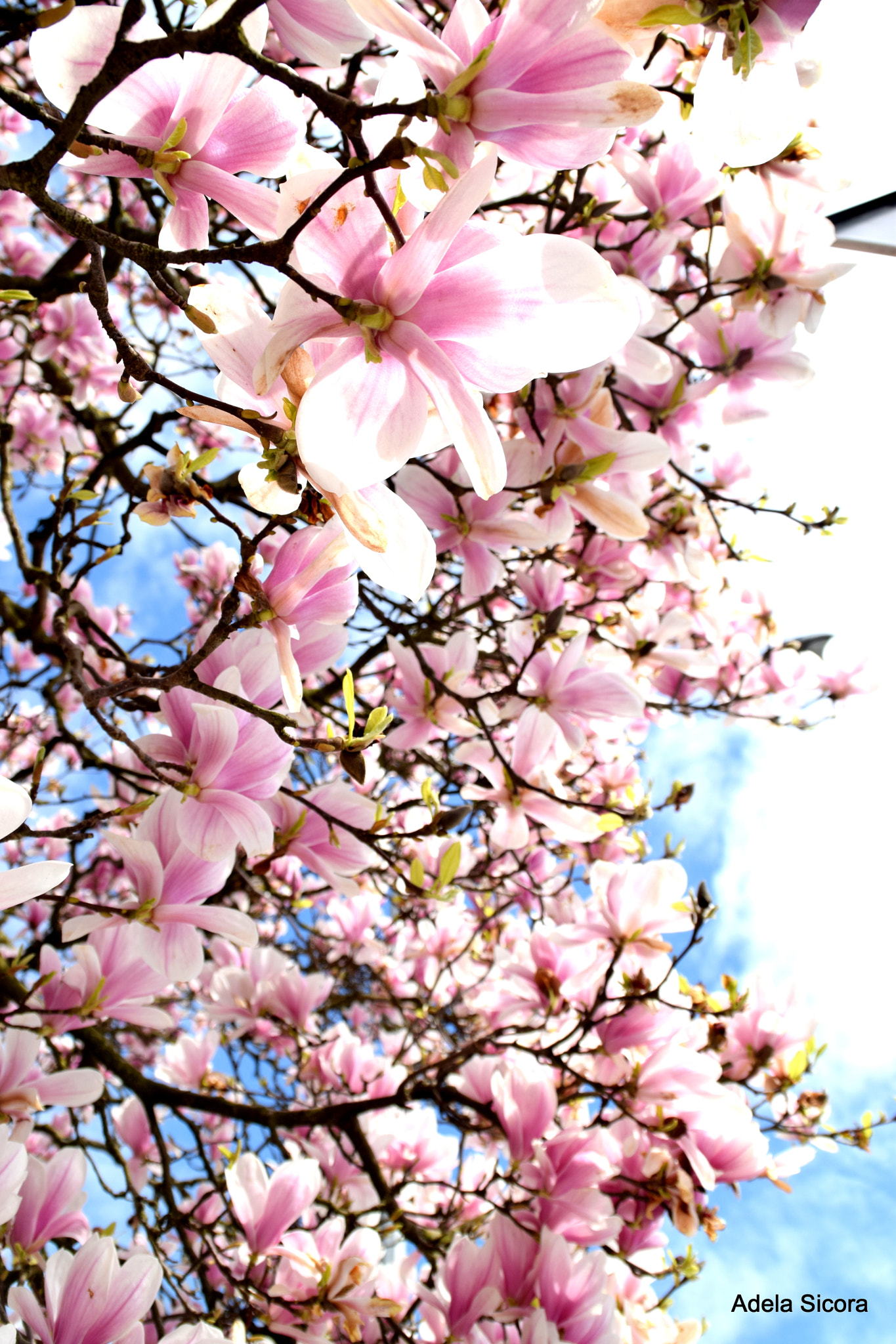 Nikon D3300 sample photo. Magnolia photography