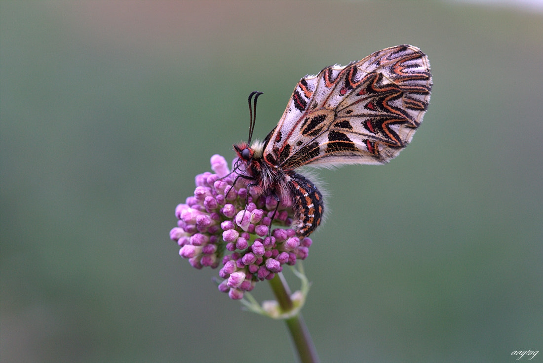 Canon EF 100mm F2.8 Macro USM sample photo