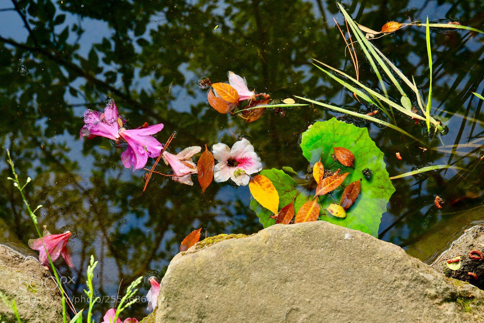 Canon EOS 5D Mark IV sample photo. Azalea photography
