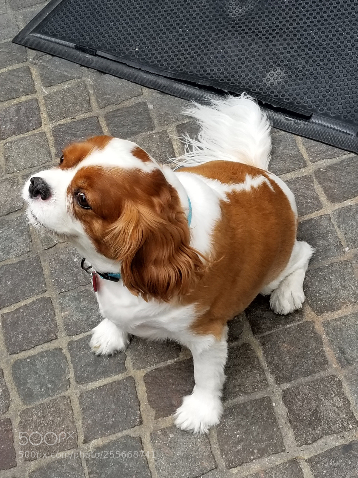 Samsung Galaxy S8+ sample photo. They call me taco. photography