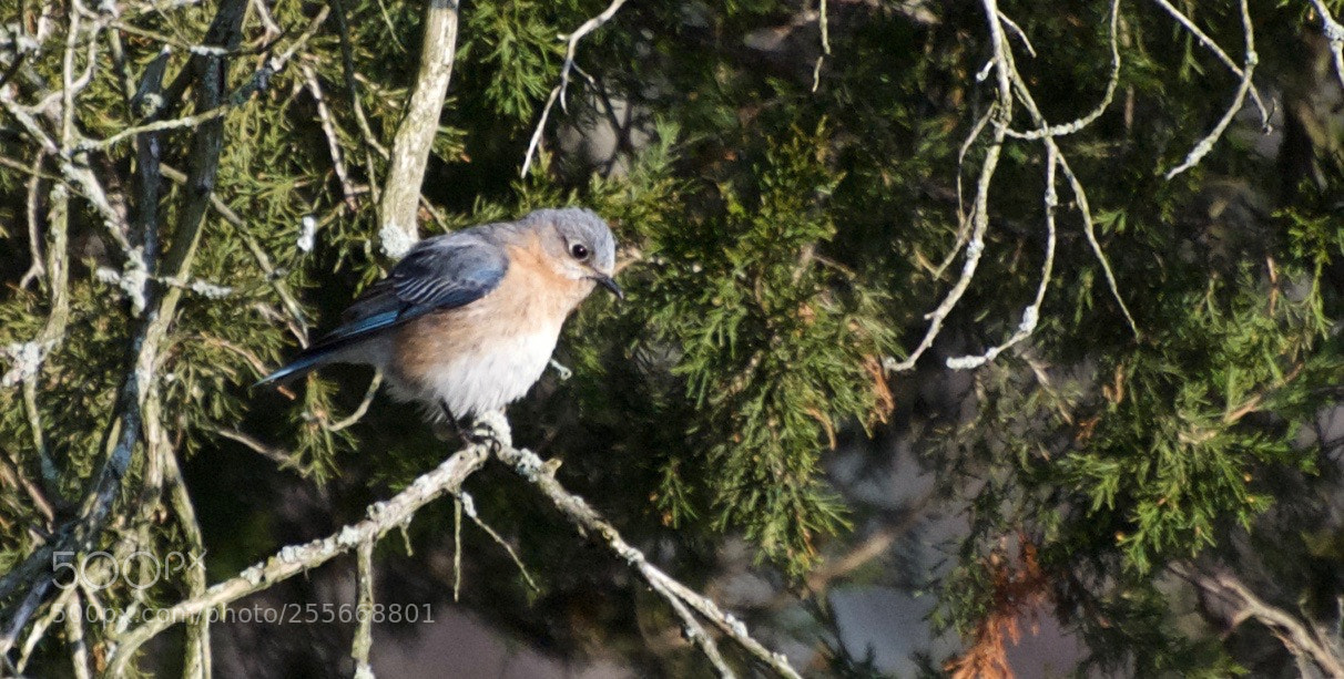 Nikon D80 sample photo. Eastern bluebird photography