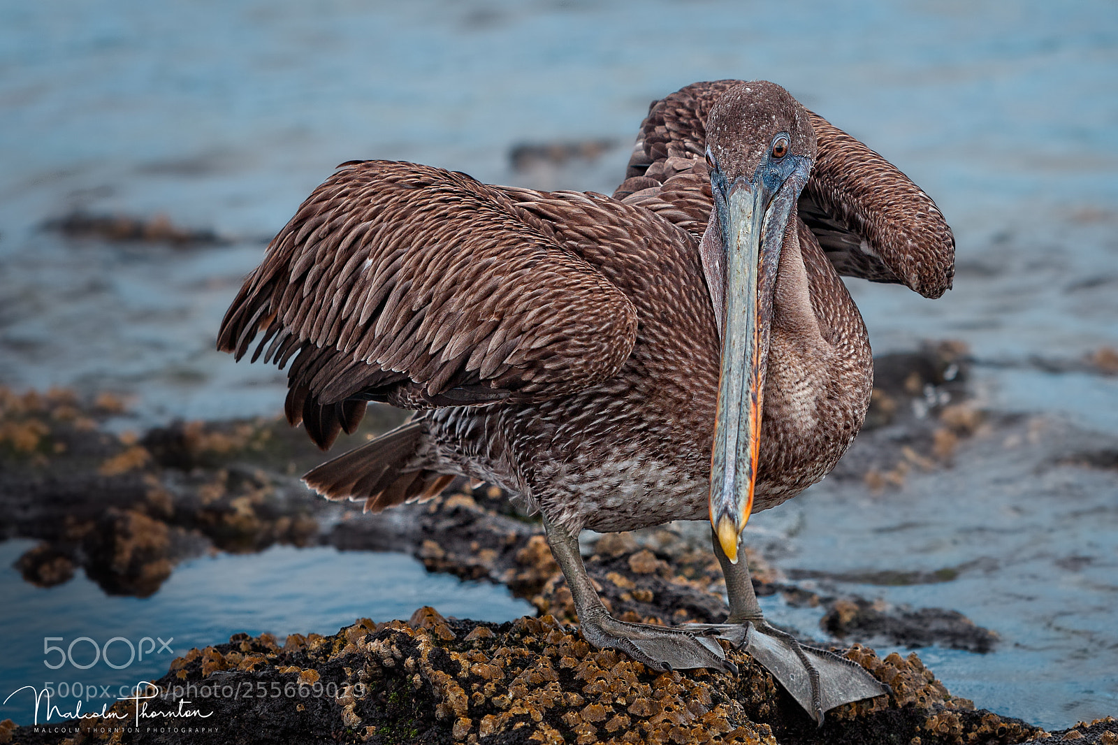 Canon EOS 5D Mark II sample photo. Brown pelican photography