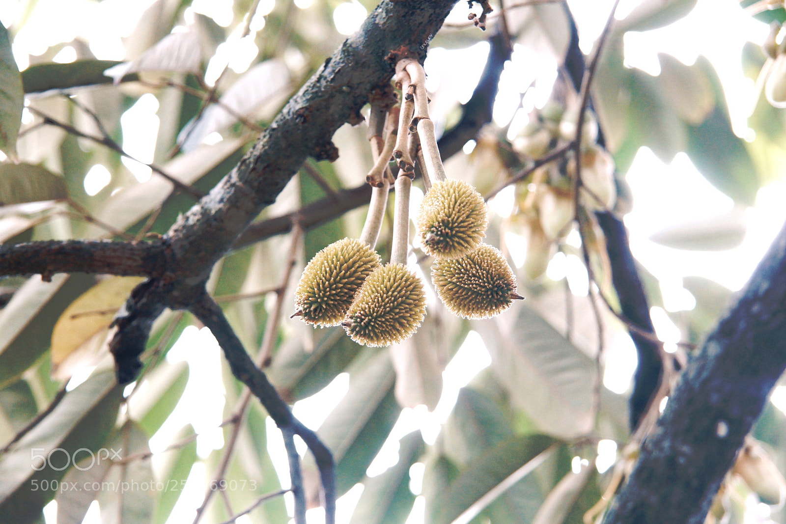Canon EOS 700D (EOS Rebel T5i / EOS Kiss X7i) sample photo. Untitled photography