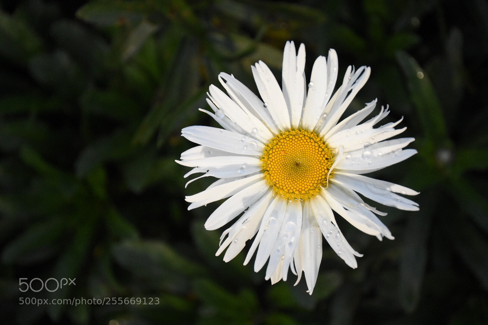 Nikon D7200 sample photo. La margarita peregrina.  photography