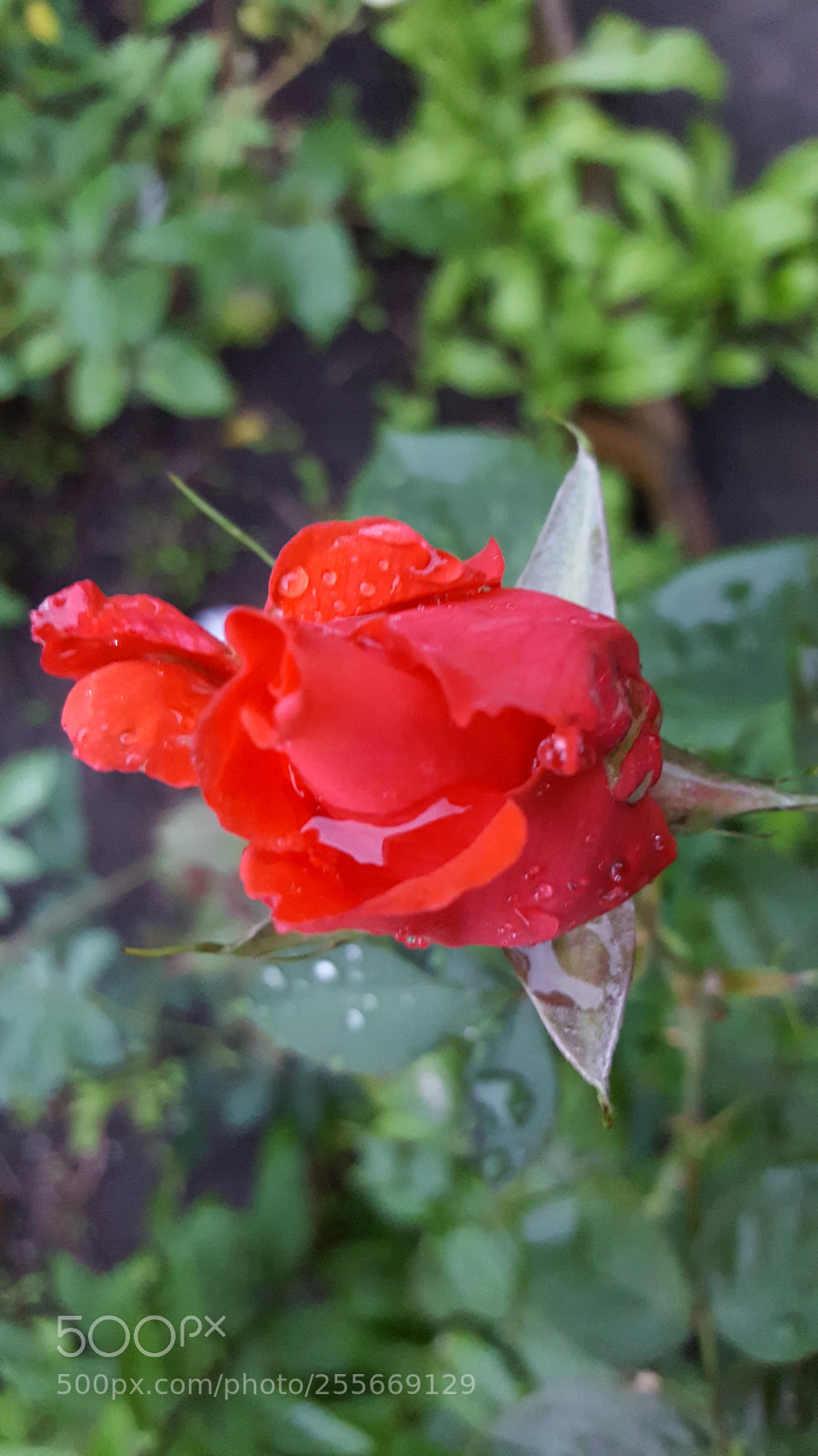 Samsung GALAXY S6 edge sample photo. Untitled photography