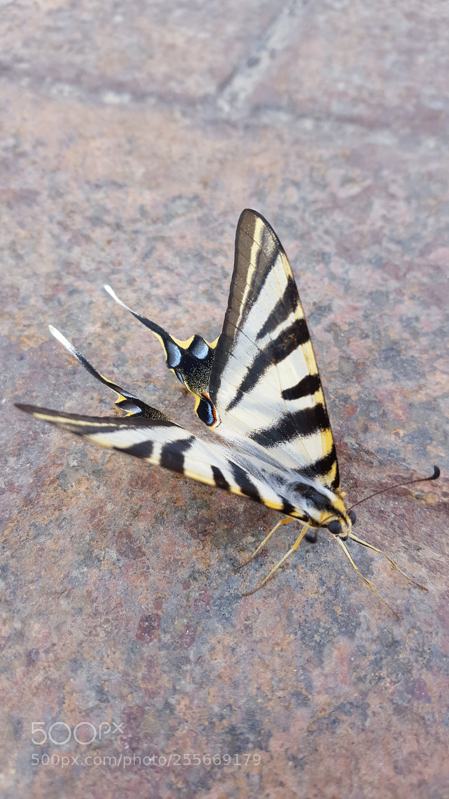Samsung GALAXY S6 edge sample photo. Untitled photography
