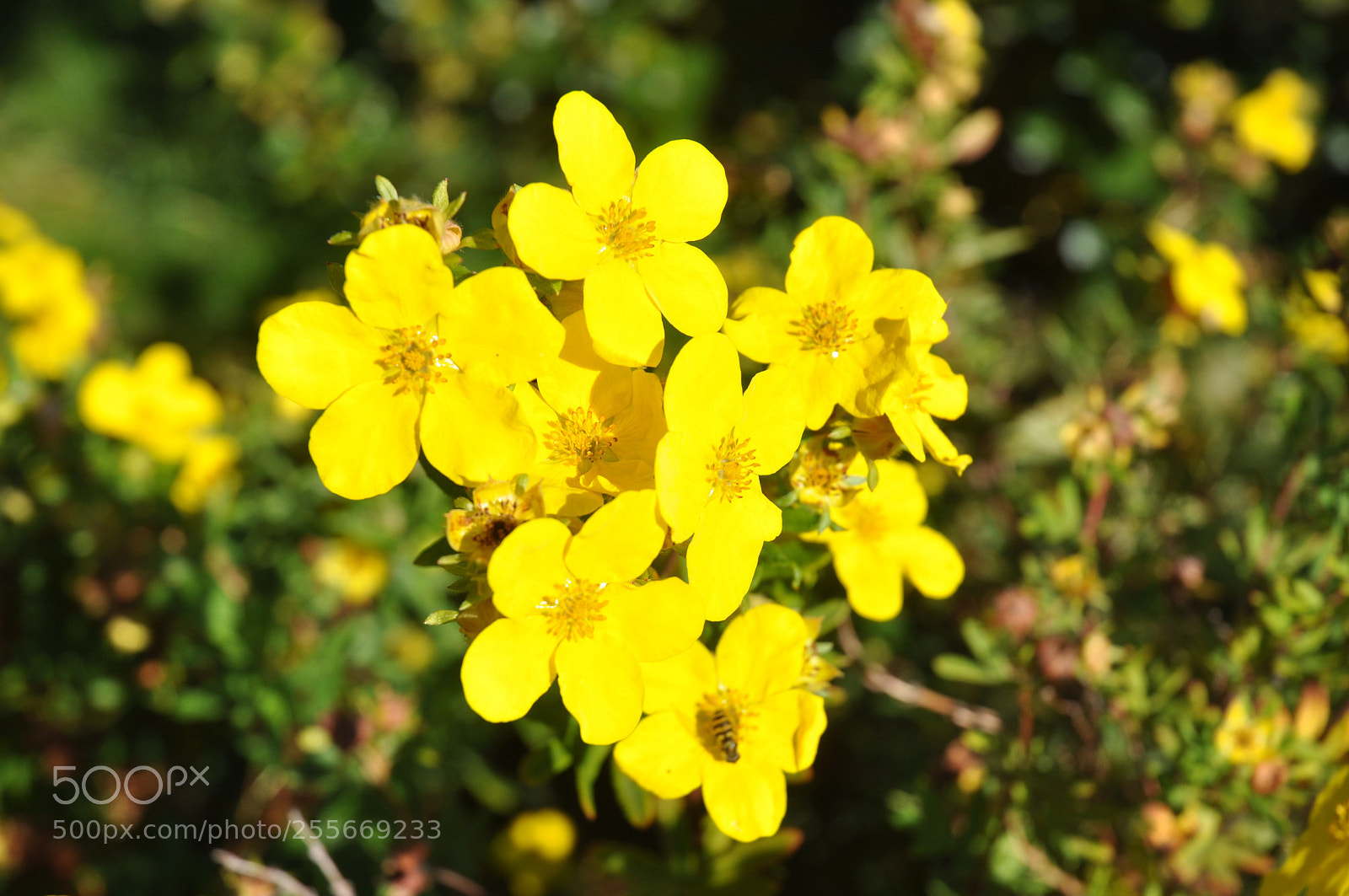 Nikon D90 sample photo. Flowers photography