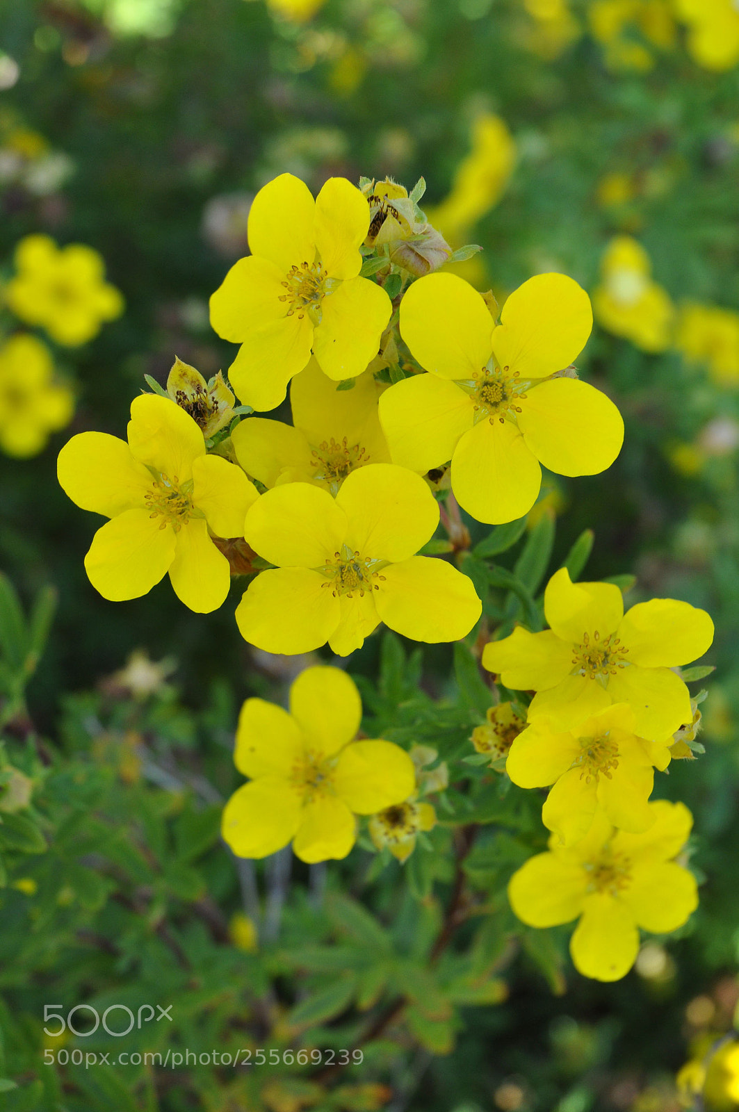 Nikon D90 sample photo. Flowers photography