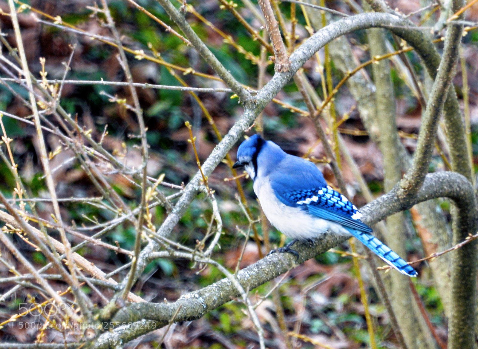 Nikon D610 sample photo. Blue jay in spring  photography