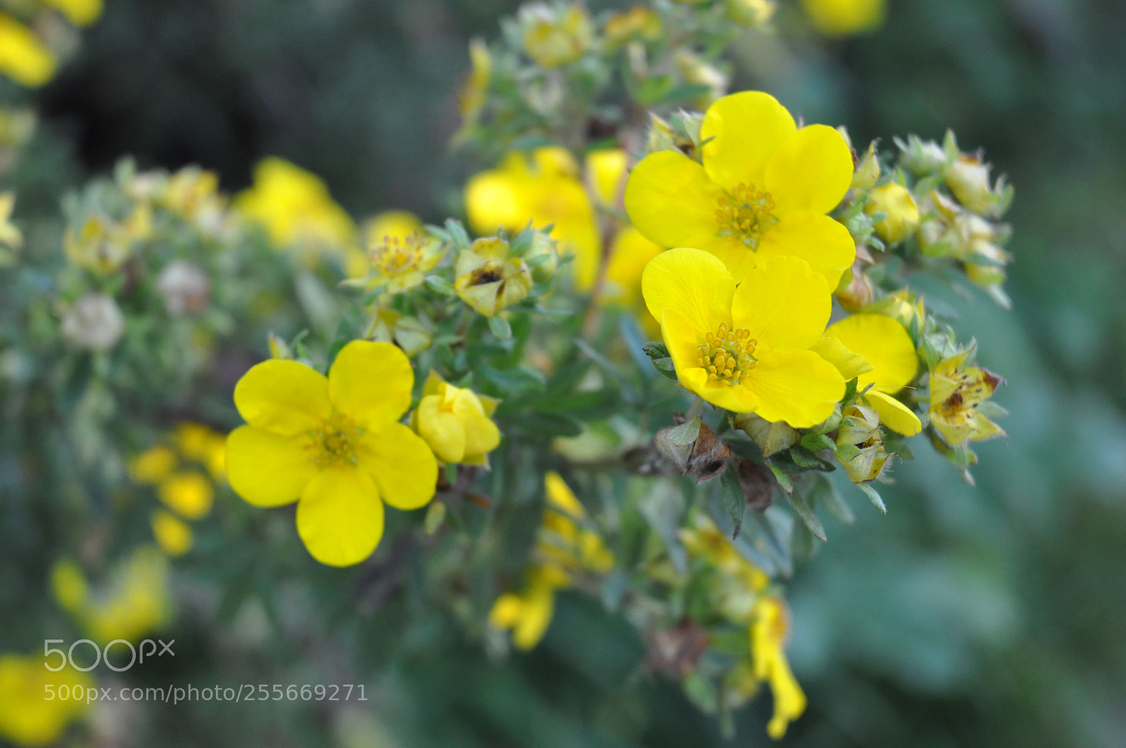 Nikon D90 sample photo. Flowers photography