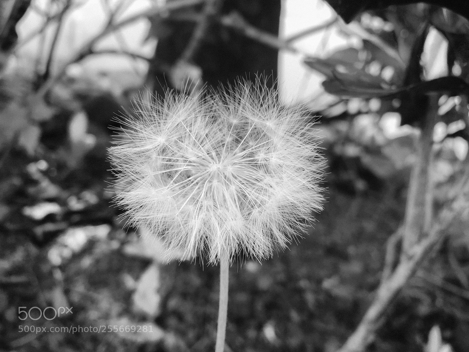Apple iPhone 6s sample photo. Wish photography