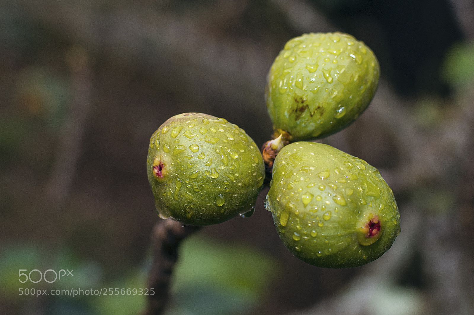 Nikon D3400 sample photo. Figs photography