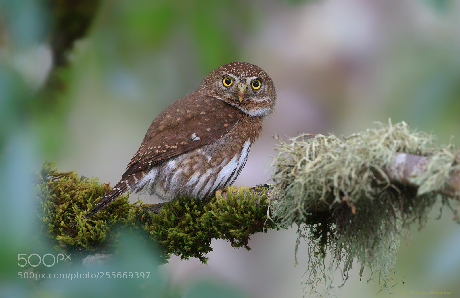 Canon EOS-1D Mark IV sample photo. Northern pygmy owl photography