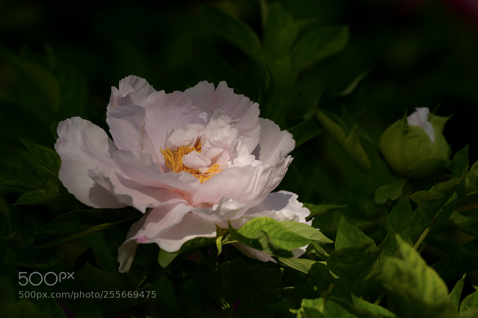 Leica SL (Typ 601) sample photo. Untitled photography