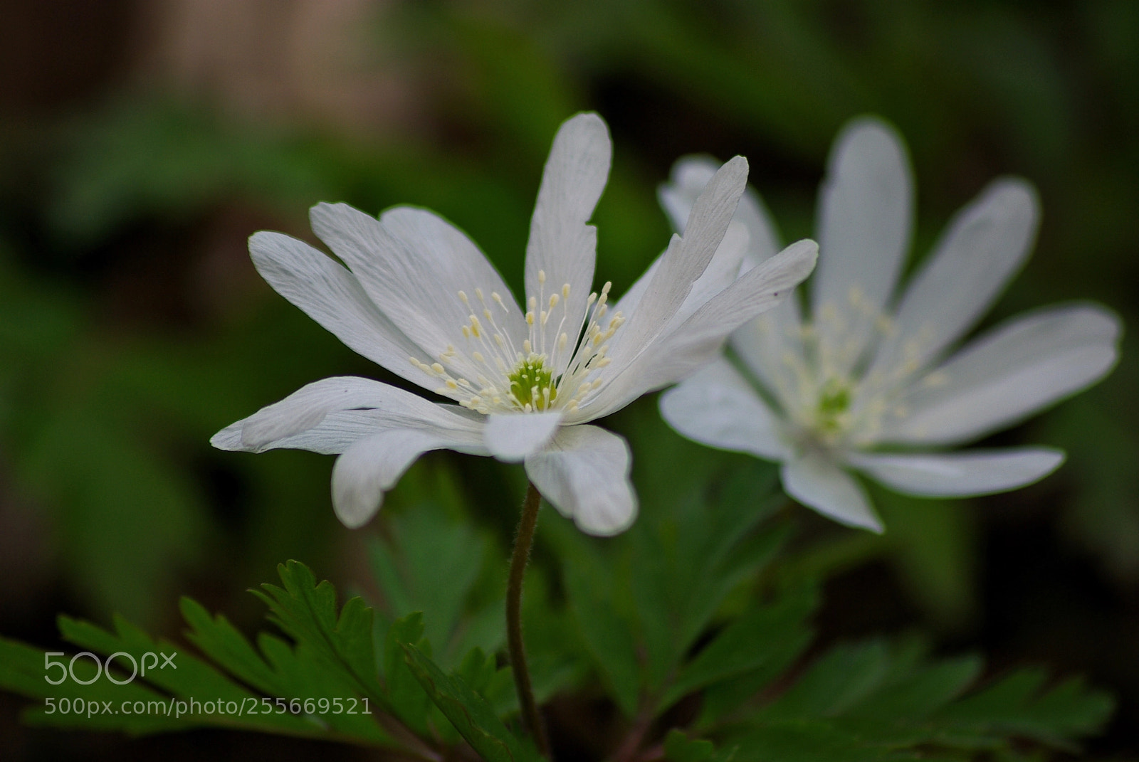 Pentax K10D sample photo. Spring forest photography