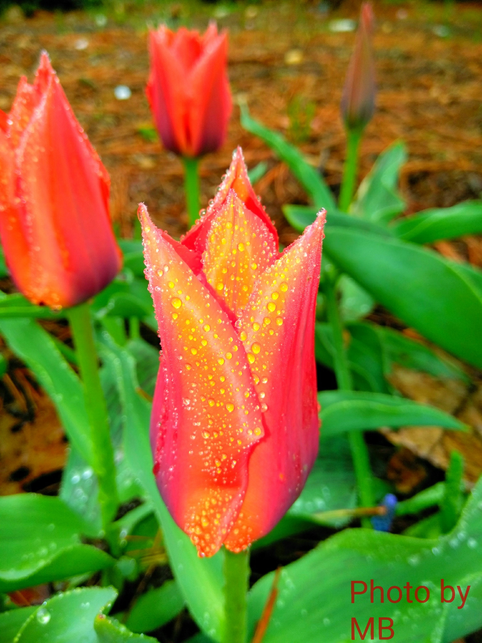 ZTE BLADE ZMAX sample photo. Tulip in the rain photography