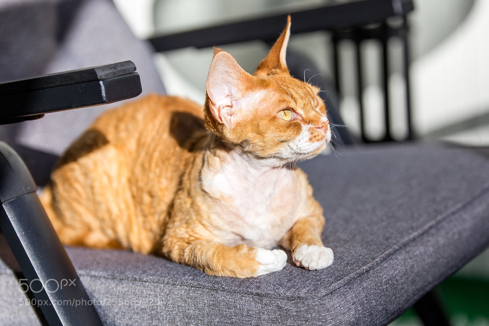 Canon EOS 6D sample photo. Cat chilling photography