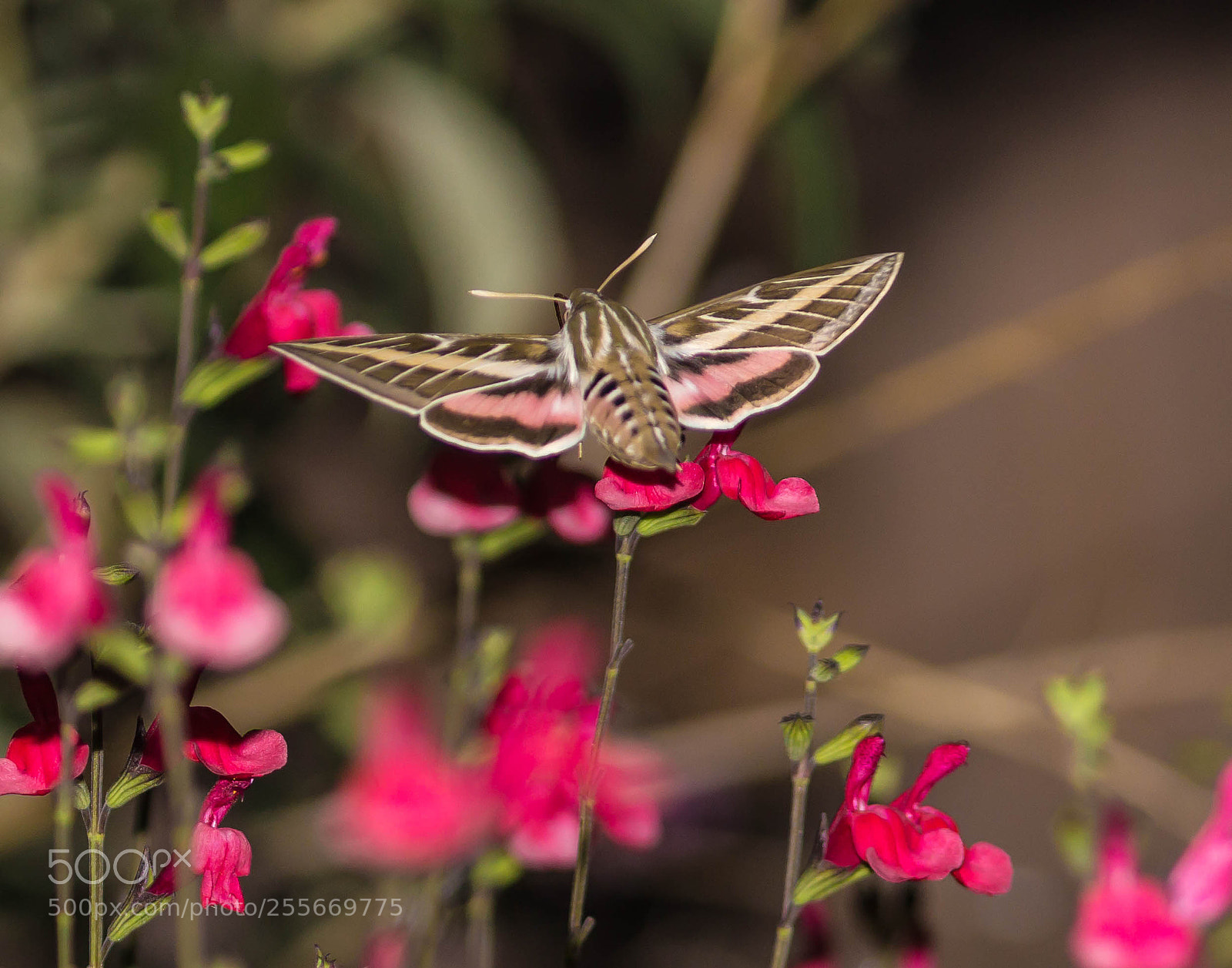 Canon EOS 600D (Rebel EOS T3i / EOS Kiss X5) sample photo. Night flyer photography