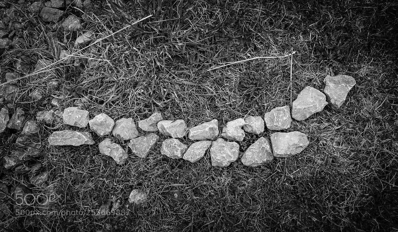 Fujifilm X-T1 sample photo. Spine photography