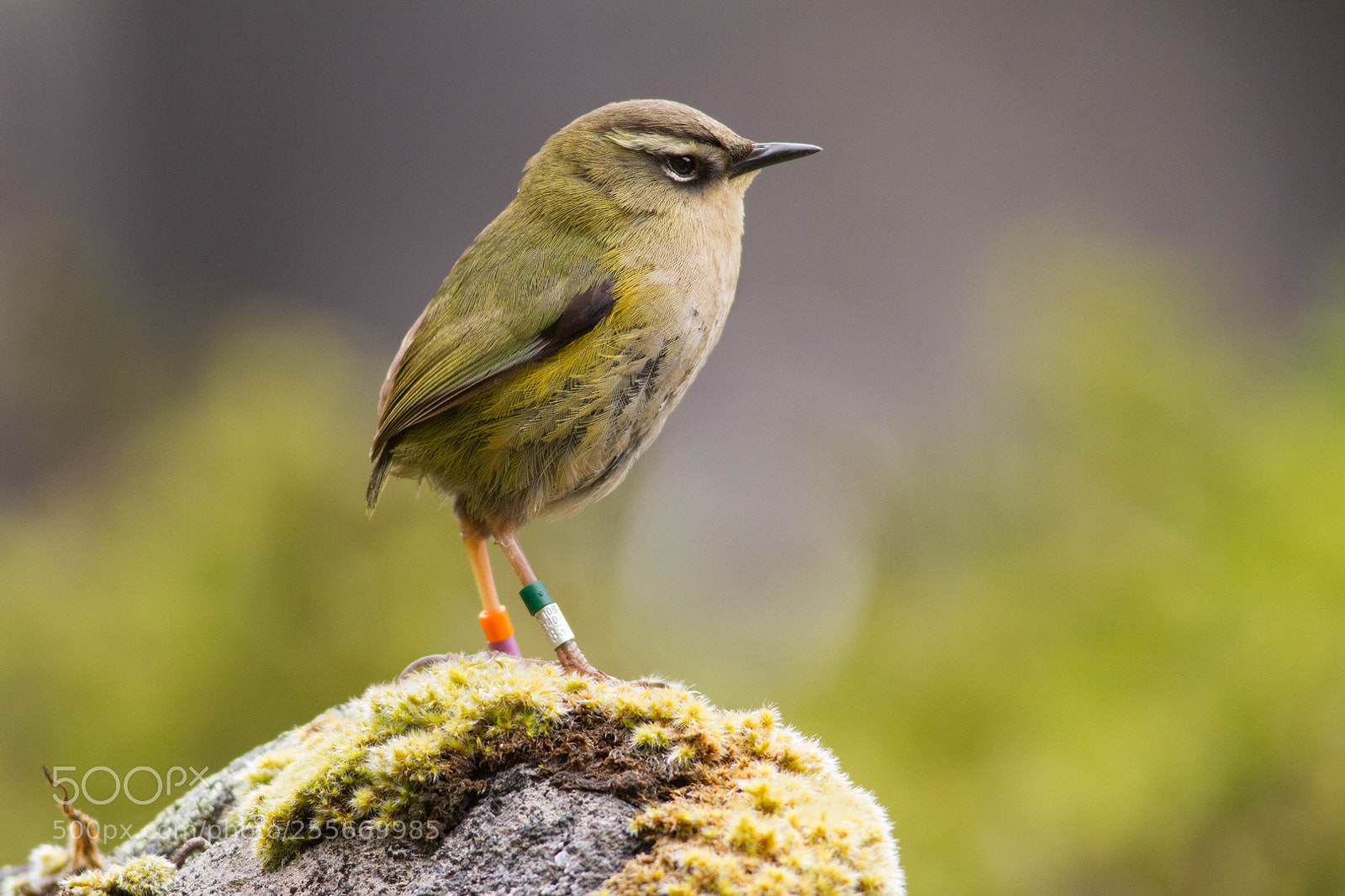 Canon EOS 7D sample photo. Rock wren (6) photography