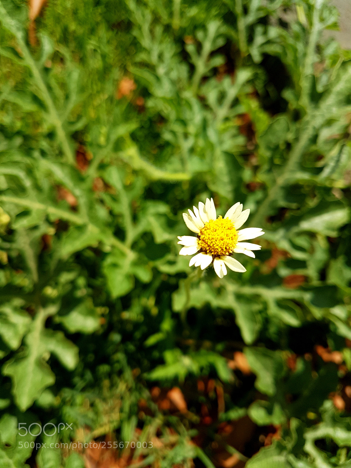 Samsung Galaxy S7 Edge sample photo. Untitled photography