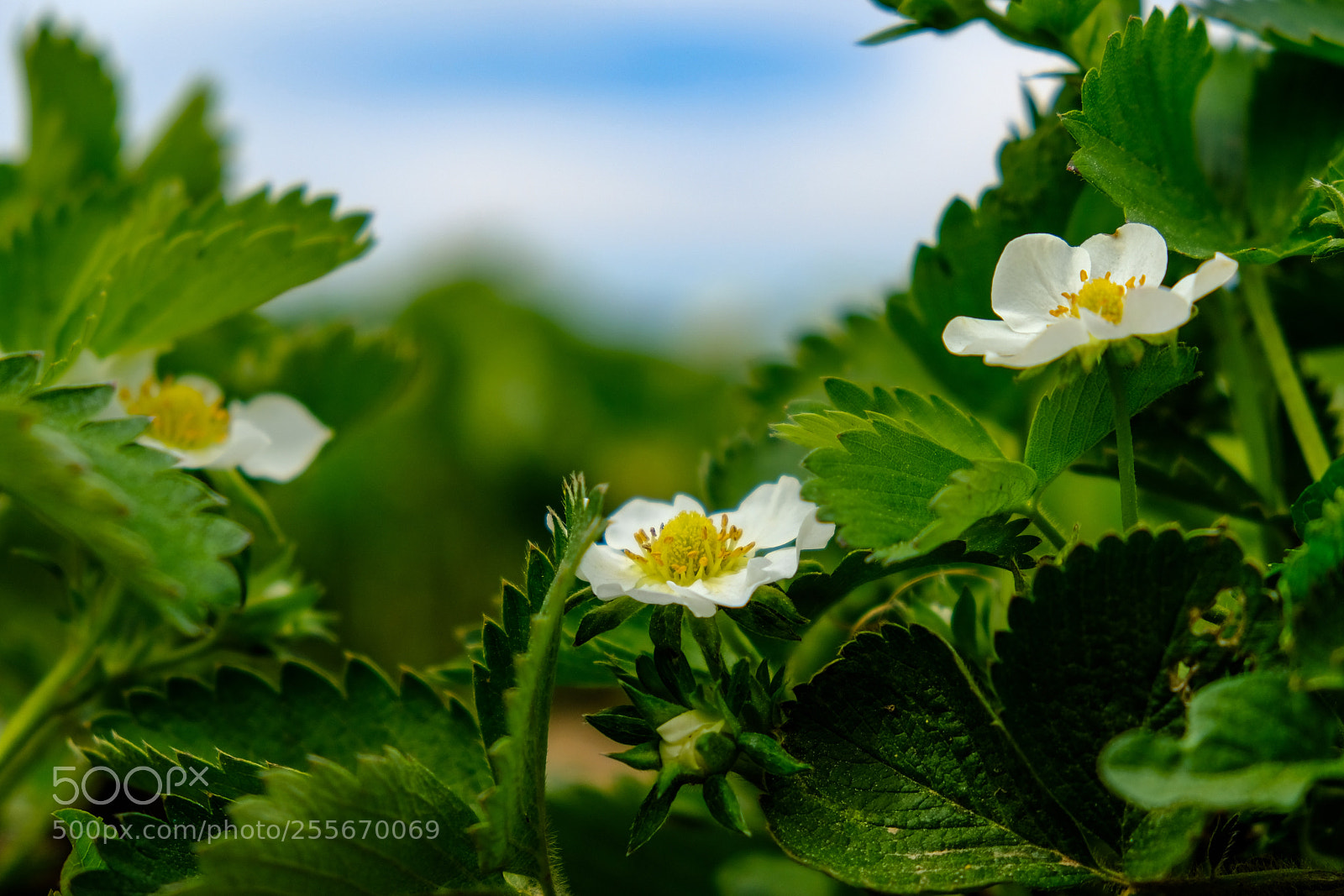 Fujifilm X-T20 sample photo. 'strawberry field' photography