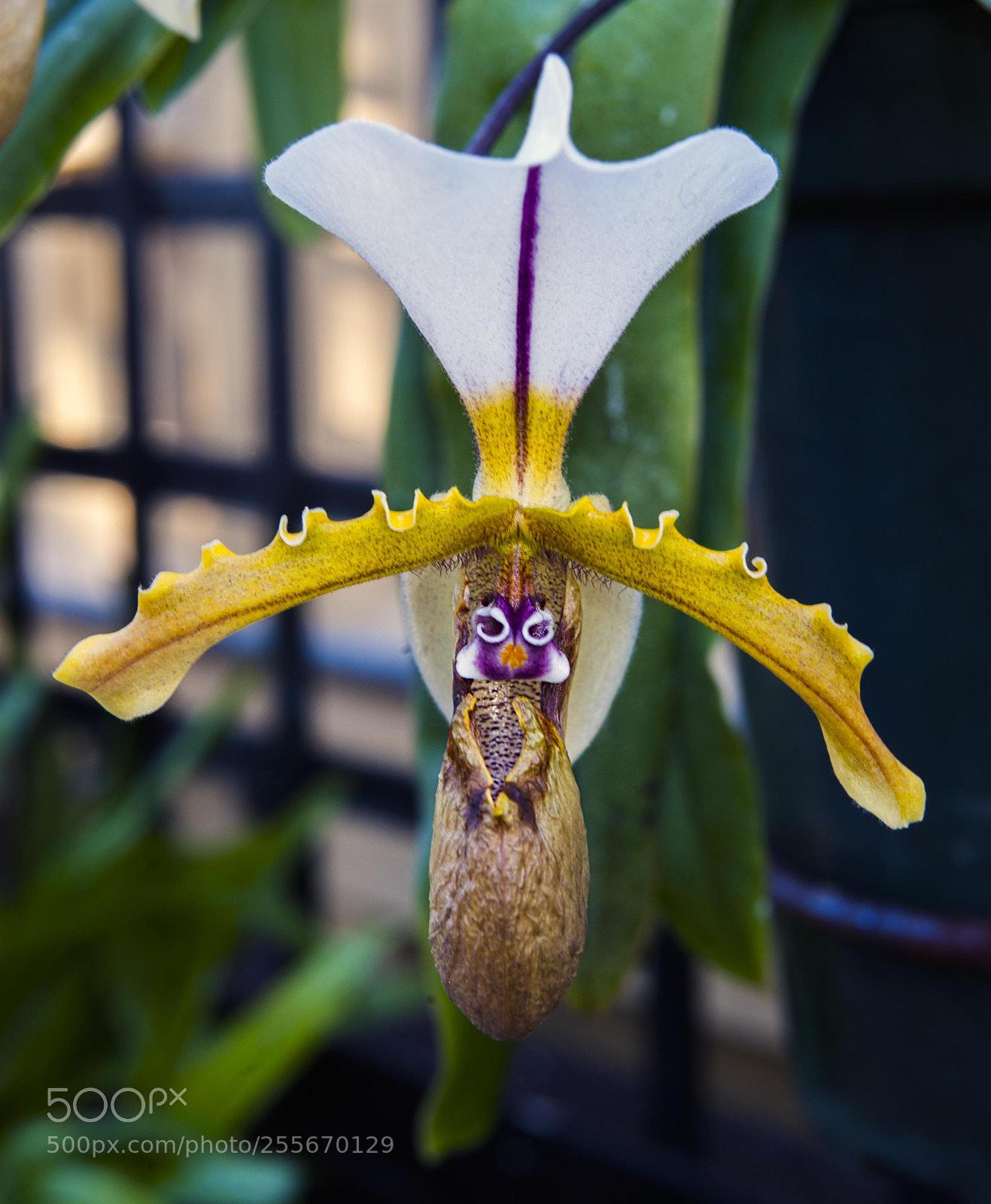Nikon D700 sample photo. Return of the monkey photography